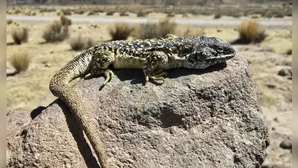 Investigadores peruanos descubren una nueva especie de lagartija que habita en el altiplano de Arequipa