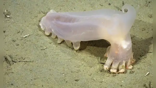 Científicos identifican 57 nuevas especies de aguas profundas en los cañones submarinos de Mar del Plata: incluye un pepino de mar translúcido