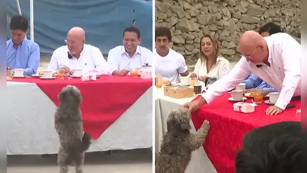 Perrito interrumpe desayuno electoral de Carlos Bruce y asistentes reaccionan dándole de comer en VMT