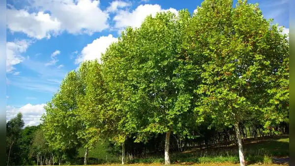 Este país de América Latina transforma los troncos de plátano que quedan abandonados tras la cosecha en ropa, papel y bandejas de fruta