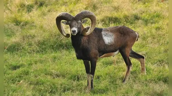 Llevaron cabras salvajes a una isla de España para cazarlos y más de 50 años después se convirtieron en una amenaza para la flora del lugar
