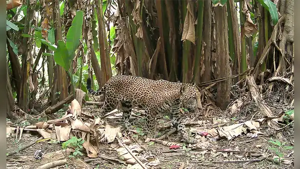 Una cámara de vigilancia para la vida silvestre en la selva captura una imagen que solo se ve una vez cada década