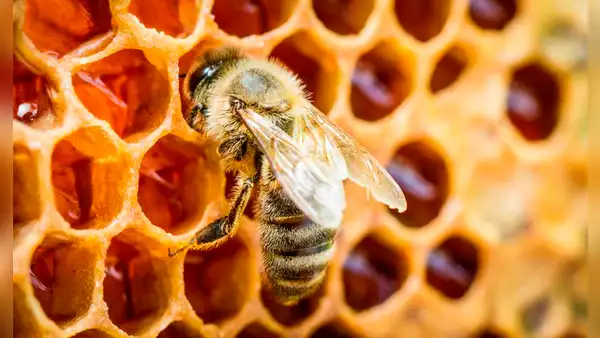 Una película biodegradable de seda de abeja podría transformar el tratamiento de las heridas crónicas