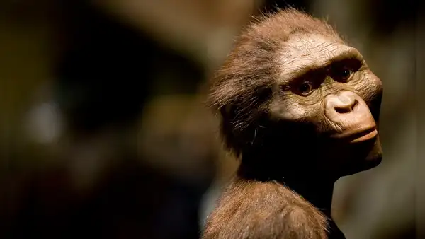 Un investigador propone incluir a Lucy al mismo género de humanos modernos y reorganizar nuestro árbol genealógico