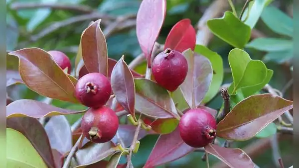 Llevaron un árbol desde América Latina a Hawái hace 200 años para alimentar a la población y ahora lo combaten con drones e insectos