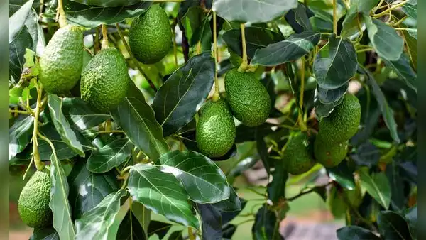 Este país de América Latina vence la guerra de la palta: ya domina en Europa y empieza a ganar terreno frente a México en EE. UU.