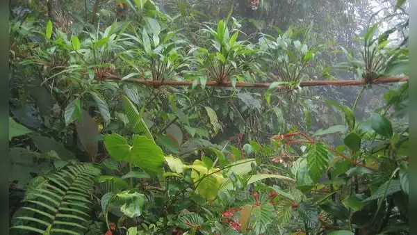 Plantaron más de 50.000 árboles en una antigua zona ganadera de Costa Rica y 24 años después regresaron los animales