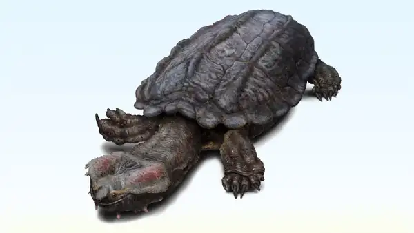 El fósil de un caparazón encontrado en Perú es de una de las tortugas de agua dulce más grandes jamás conocidas