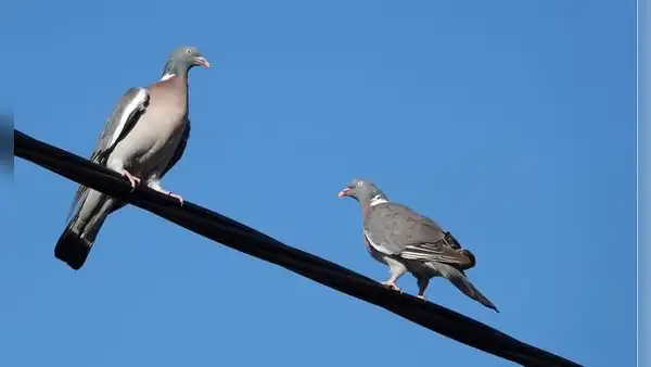 ¿Por qué los pájaros no se electrocutan al posarse sobre cables de alta tensión? La respuesta está en una clave de la física