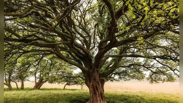 Qué significa el proverbio chino "Un árbol torcido vive su propia vida, pero un árbol recto se convierte en madera" y qué enseña sobre la libertad