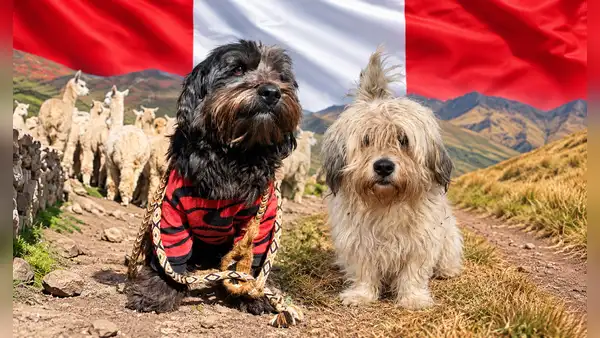 Tras 10 años recorriendo comunidades andinas: el perro peruano Chaku logra histórico logro internacional y es reconocido como nueva raza oficial del Perú