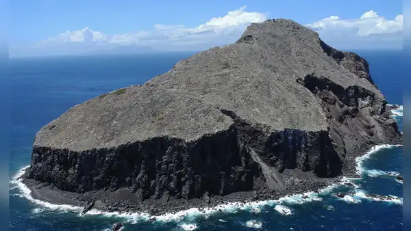 Eliminaron 6.000 ratas y 60 cabras de una isla donde solo quedaba un árbol: sin plantar nada la vegetación aumentó un 2.000%