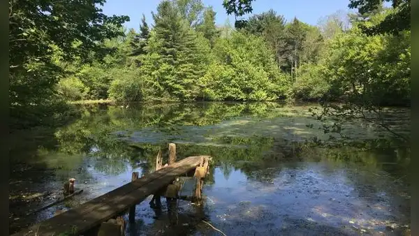 Una pareja de Nueva Jersey protegió su finca de 90 acres durante más de 40 años: ahora es una reserva pública gratuita con un árbol de 201 años