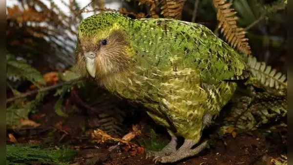 Loro incapaz de volar estuvo a punto de desaparecer, pero científicos de Nueva Zelanda aplicaron nuevas técnicas y lograron salvarla de la extinción