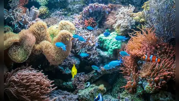 Australia recuperó sus praderas marinas tras un ciclón y grandes inundaciones, pero los científicos descubrieron que los peces ya no eran los mismos