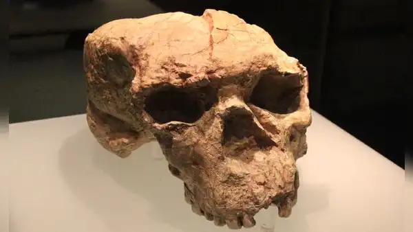 El ADN antiguo revela que el "Hombre Dragón" chino de hace 146.000 años pertenece a una especie humana extinta