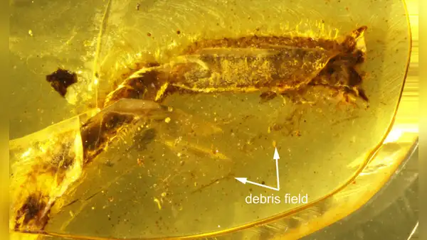 Un lagarto de la época de los dinosaurios perdió su cola hace 99 millones de años y el ámbar conservó la evidencia