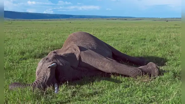 Cuando muere un elefante, su cadáver transforma la naturaleza de manera sorprendente, incluso después de varios años