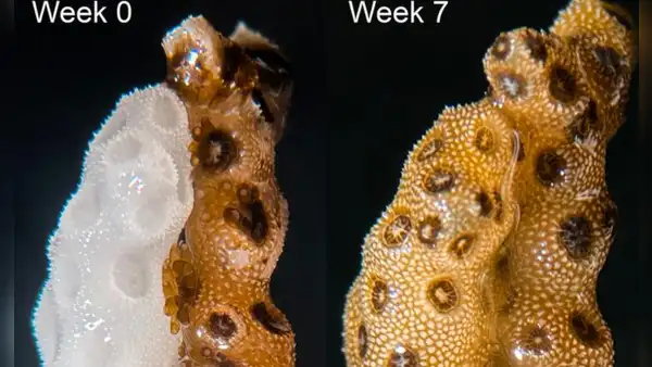 Científicos demuestran que un breve contacto físico entre corales sanos y blanqueados puede ayudarles a restaurar el color