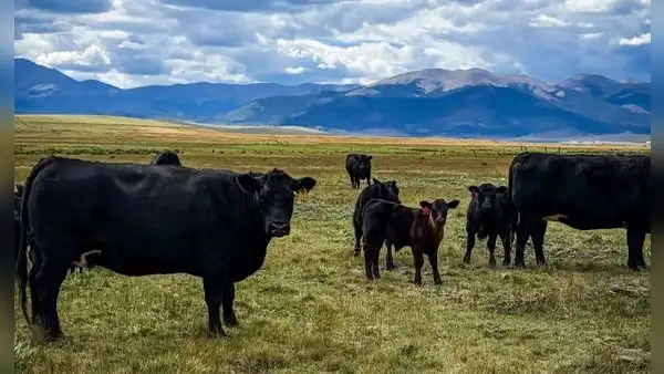 Hace 14 años compraron un rancho en ruinas en Estados Unidos: hoy es un refugio para la vida silvestre y un ejemplo de ganadería sostenible