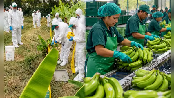 Exportaciones de banano peruano crecen 24,6%, pero Fusarium afecta más de 1.000 hectáreas en Piura