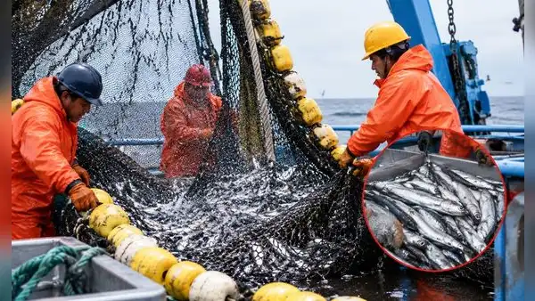 Produce autoriza pesca exploratoria de anchoveta blanca por 15 días ante el desarrollo de El Niño