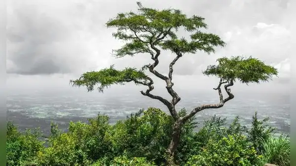 El proverbio chino que cuestiona la perfección: "Un árbol torcido vive su propia vida, pero un árbol recto se convierte en madera"