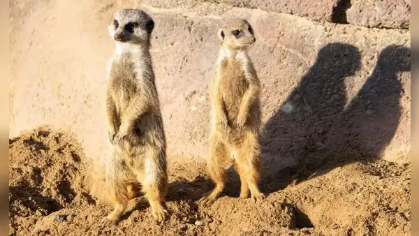 Buscan voluntarios para vivir en Sudáfrica y estudiar animales salvajes: ofrecen alojamiento, comida y formación científica
