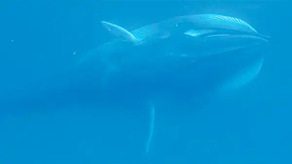 Científicos graban el sonido submarino de un misterioso gigante de 10 metros de largo del cual se sabe poco