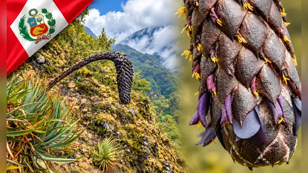 Puya ukumari, la extraña planta de hasta 2 metros y flores casi negras descubierta en los Andes de Cusco