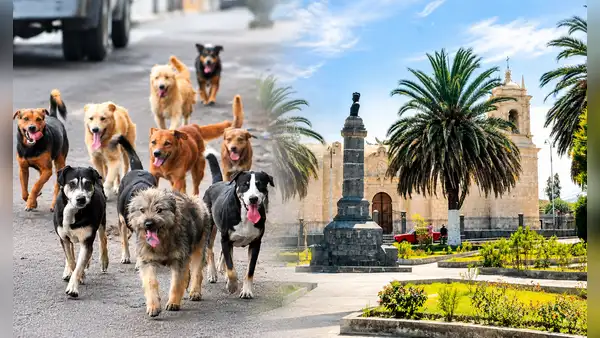 Este distrito del Perú multará con hasta S/11.000 a dueños que dejen a sus perros en la vía pública