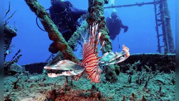 Florida retiró más 30.000 peces de sus aguas en una competencia récord que reunió a más de 500 participantes para proteger su fauna marina