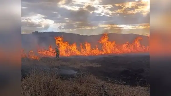 Incendios forestales: Las consecuencias y la desatención