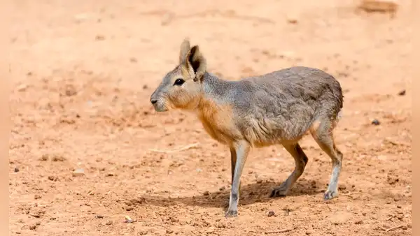 Corre a 60 km/h y parece un cruce entre perro y conejo: el roedor más veloz del mundo habita en Sudamérica
