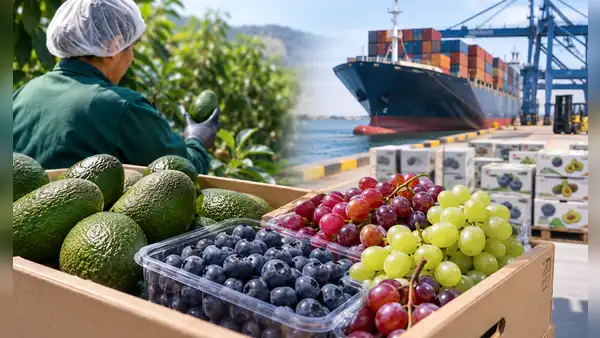 Agroexportaciones superan los US$8.300 millones, pero crecen 2,3%: tres frutas lideran los envíos