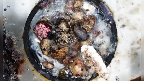 Encuentran un ecosistema marino con 307 criaturas que viajaron en una tapa de botella desde Filipinas hasta la costa de Japón