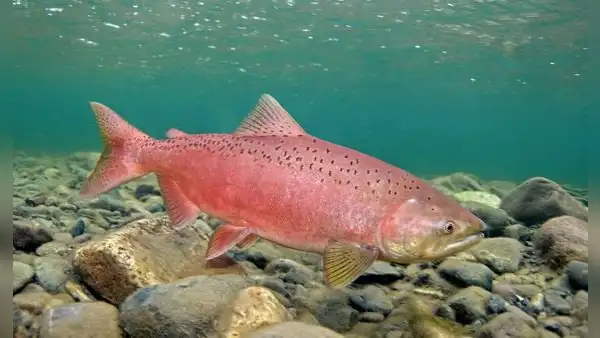 Chile introdujo este pez gigante en los años 70 para crear una industria y, medio siglo después, invade los ríos de la Patagonia argentina