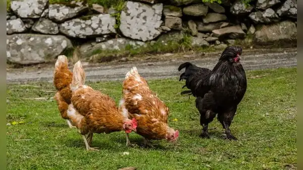 Tiene 62 años, cría 115 gallinas resistentes al frío extremo en la ciudad más austral del mundo y produce huevos azules para restaurantes de alta cocina