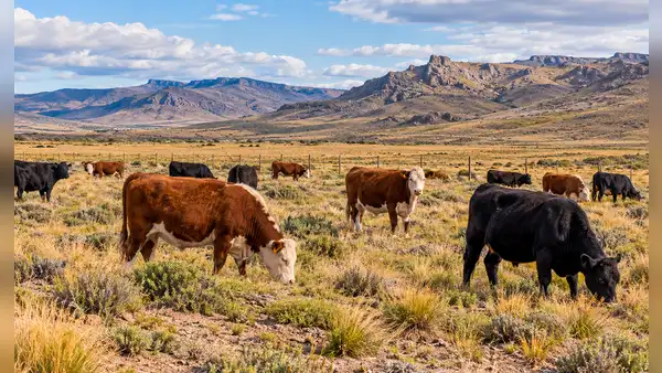 Una estancia de la Patagonia cambió el pastoreo y dejó las ovejas para criar solo vacas: el suelo ganó un 46% de materia orgánica