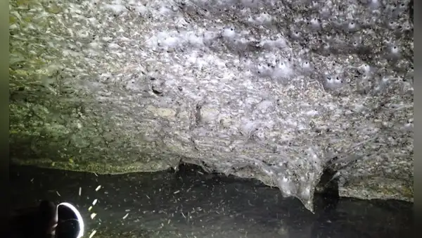 Una telaraña de 106 metros cuadrados descubierta en una cueva subterránea es el refugio de más de 111.000 arañas