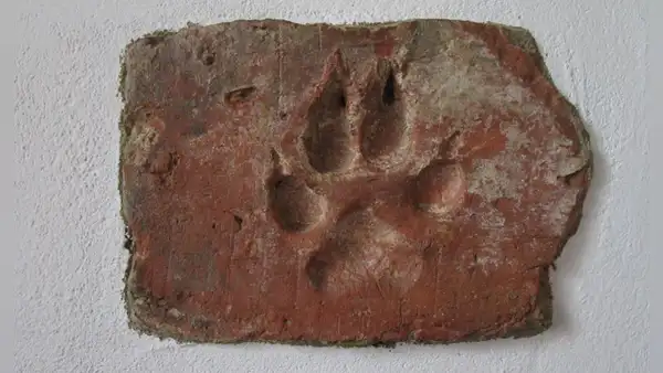 Descubren huellas de patas de perro de hace 4.000 años en el ladrillo de adobe en una casa incendiada de la Edad del Bronce