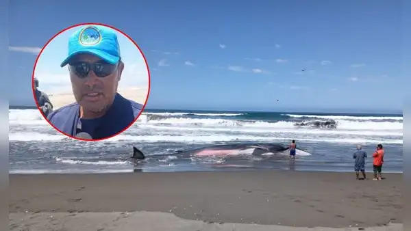 Ballena bebé es hallada varada en playa de Arequipa: especialista advierte que ya no puede salvarse