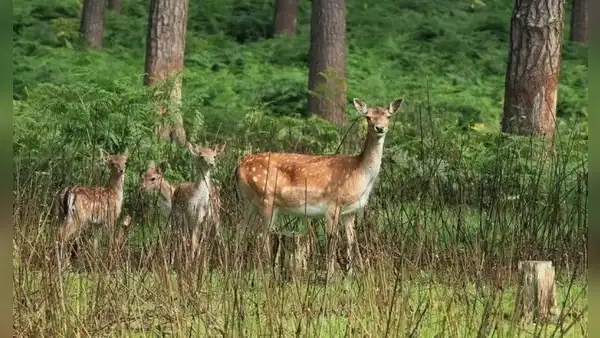 Este país de América Latina importó ciervos desde España para fomentar la caza: más de un siglo después, generan preocupación por su impacto ambiental