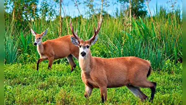 A solo 70 kilómetros de Buenos Aires, este parque nacional protege 5.200 hectáreas de humedales y alberga al ciervo más grande de Sudamérica