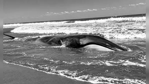 No pudieron salvarla: muere ballena juvenil varada cerca de la Reserva Nacional Lagunas de Mejía en Islay