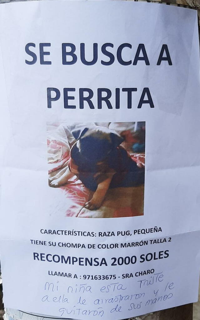 Familia ofrece S/ 2.000 por mascota desaparecida. Foto: Jessica Merino/ URPI-LR