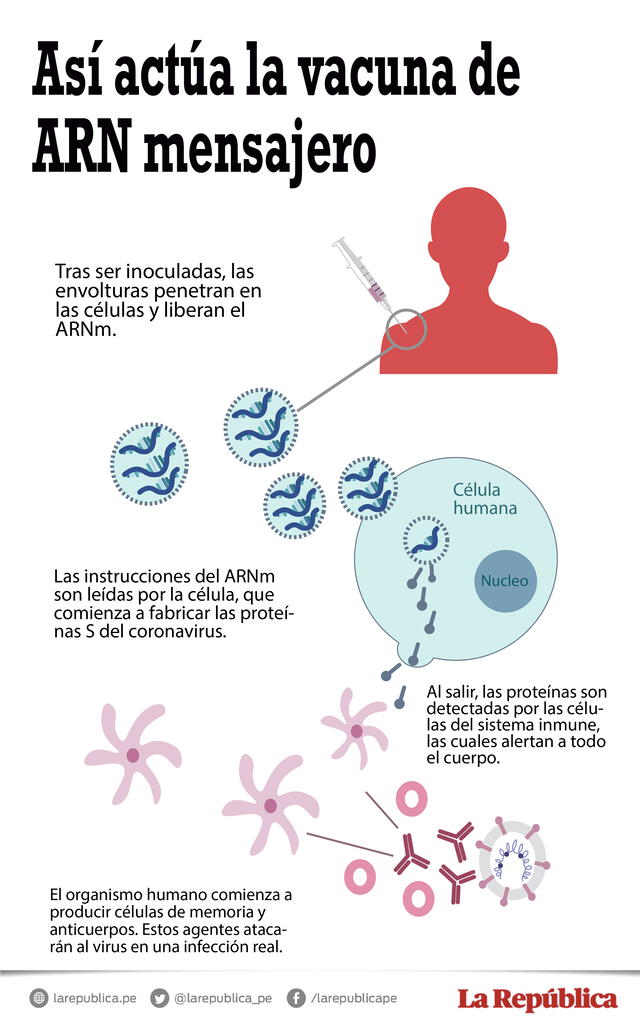  Infografía de cómo funciona la vacuna de ARNm contra la COVID-19. Foto: La República   