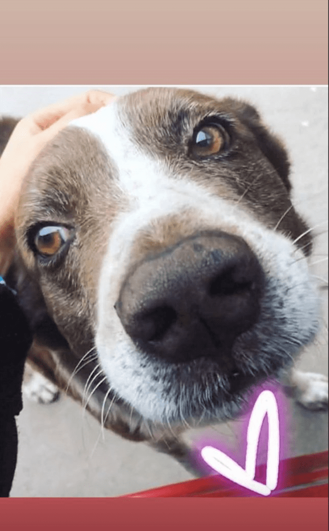 Manchas, el perro fallecido de Janet Barboza. Foto: Instagram.