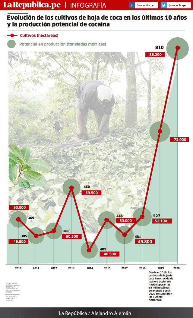 Infografía - Hoja de Coca