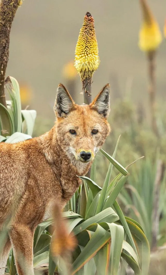  El lobo Canis simensis es endémico de las tierras altas etíopes. Foto: Adrien Lessafre   